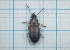  ( - Carabidae 091)  @11 [ ] CreativeCommons  Attribution Share-Alike (2021) Lucija Seric Jelaska University of Zagreb, Faculty of Science, Department of Biology