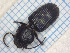  (Dixus clypeatus - MEBGB23)  @11 [ ] CreativeCommons  Attribution Share-Alike (2021) Lucija Seric Jelaska University of Zagreb, Faculty of Science, Department of Biology