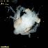  ( - CBC_1506)  @11 [ ] CreativeCommons - Attribution Non-Commercial Share-Alike (2018) Matthieu Leray Smithsonian Institution