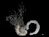  (Amphitritides - Abr_ANE10251)  @11 [ ] by-nc-sa (2024) Invemar Invemar-BEM