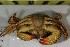  (Eriphia squamata - Esq_Consec.90578)  @11 [ ] by-nc-sa (2018) Invemar Invemar-BEM