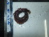  (Labidodemas - Lma_INVEQU4328)  @11 [ ] Unspecified (default): All Rights Reserved (2025) Invemar Invemar-BEM