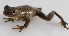  (Dendropsophus columbianus - 0484-II_ARA7393)  @11 [ ] CreativeCommons - Attribution Non-Commercial Share-Alike (2021) Instituto de Investigacion Alexander von Humboldt (IAvH) Instituto de Investigacion Alexander von Humboldt (IAvH)