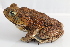  ( - 0486-II_ARA7400)  @11 [ ] CreativeCommons - Attribution Non-Commercial Share-Alike (2017) Instituto de Investigacion Alexander von Humboldt (IAvH) Instituto de Investigacion Alexander von Humboldt (IAvH)