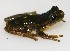  (Dendropsophus virolinensis - 0436-I_ARA7232)  @11 [ ] CreativeCommons - Attribution Non-Commercial Share-Alike (2017) Instituto de Investigacion Alexander von Humboldt (IAvH) Instituto de Investigacion Alexander von Humboldt (IAvH)