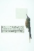  ( - 0415-I_SCC668)  @11 [ ] CreativeCommons - Attribution Non-Commercial Share-Alike (2017) Instituto de Investigacion Alexander von Humboldt (IAvH) Instituto de Investigacion Alexander von Humboldt (IAvH)