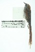  ( - 0416-I_SCC669)  @11 [ ] CreativeCommons - Attribution Non-Commercial Share-Alike (2017) Instituto de Investigacion Alexander von Humboldt (IAvH) Instituto de Investigacion Alexander von Humboldt (IAvH)