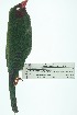  ( - 0418-I_SCC671)  @11 [ ] CreativeCommons - Attribution Non-Commercial Share-Alike (2017) Instituto de Investigacion Alexander von Humboldt (IAvH) Instituto de Investigacion Alexander von Humboldt (IAvH)