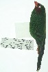  ( - 0418-I_SCC671)  @11 [ ] CreativeCommons - Attribution Non-Commercial Share-Alike (2017) Instituto de Investigacion Alexander von Humboldt (IAvH) Instituto de Investigacion Alexander von Humboldt (IAvH)