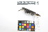  ( - 0244-III_AMC1479)  @11 [ ] CreativeCommons - Attribution Non-Commercial Share-Alike (2018) Instituto de Investigacion Alexander von Humboldt (IAvH) Instituto de Investigacion Alexander von Humboldt (IAvH)