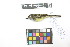  ( - 0782-IV_IAvH-A-16231)  @11 [ ] CreativeCommons - Attribution Non-Commercial Share-Alike (2018) Instituto de Investigacion Alexander von Humboldt (IAvH) Instituto de Investigacion Alexander von Humboldt (IAvH)