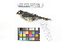  ( - 1042-IV_CAP68)  @11 [ ] CreativeCommons - Attribution Non-Commercial Share-Alike (2018) Instituto de Investigacion Alexander von Humboldt (IAvH) Instituto de Investigacion Alexander von Humboldt (IAvH)