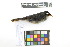  ( - 1042-IV_CAP68)  @11 [ ] CreativeCommons - Attribution Non-Commercial Share-Alike (2018) Instituto de Investigacion Alexander von Humboldt (IAvH) Instituto de Investigacion Alexander von Humboldt (IAvH)