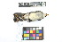  ( - 1042-IV_CAP68)  @11 [ ] CreativeCommons - Attribution Non-Commercial Share-Alike (2018) Instituto de Investigacion Alexander von Humboldt (IAvH) Instituto de Investigacion Alexander von Humboldt (IAvH)