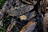  ( - 0295-I_NVE-A4)  @11 [ ] CreativeCommons - Attribution Non-Commercial Share-Alike (2017) Natalia Vargas Universidad de los Andes