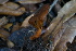  ( - 0347-I_NVE-BD8)  @11 [ ] CreativeCommons - Attribution Non-Commercial Share-Alike (2017) Natalia Vargas Universidad de los Andes
