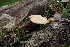  (Polyporus virgatus - 0358-I_NVE-BS1)  @11 [ ] CreativeCommons - Attribution Non-Commercial Share-Alike (2017) Natalia Vargas Universidad de los Andes