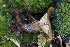  (Lactarius atroviridis - 0365-I_NVE-BT5)  @11 [ ] CreativeCommons - Attribution Non-Commercial Share-Alike (2017) Natalia Vargas Universidad de los Andes