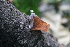  (Auricularia delicata - 0736-IV_CHIN42)  @11 [ ] CreativeCommons - Attribution Non-Commercial Share-Alike (2018) Universidad de los Andes Universidad de los Andes