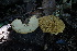  (Leiotrametes - 0221-III_NVE-Tf10)  @11 [ ] Copyright (2018) Unspecified Universidad de los Andes