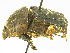  ( - IAvH-E-182139)  @11 [ ] CreativeCommons - Attribution Non-Commercial Share-Alike (2018) Instituto de Investigacion Alexander von Humboldt (IAvH) Instituto de Investigacion Alexander von Humboldt (IAvH)