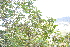  ( - 0007-I_HMC18826)  @11 [ ] CreativeCommons - Attribution Non-Commercial Share-Alike (2025) Instituto de Investigacion Alexander von Humboldt (IAvH) Instituto de Investigacion Alexander von Humboldt (IAvH)
