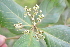  ( - 0007-I_HMC18826)  @11 [ ] CreativeCommons - Attribution Non-Commercial Share-Alike (2026) Instituto de Investigacion Alexander von Humboldt (IAvH) Instituto de Investigacion Alexander von Humboldt (IAvH)