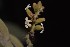  (Citharexylum subflavescens - 0085-I_HMC18911)  @11 [ ] CreativeCommons - Attribution Non-Commercial Share-Alike (2017) Instituto de Investigacion Alexander von Humboldt (IAvH) Instituto de Investigacion Alexander von Humboldt (IAvH)