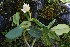  ( - 0164-I_HMC19008)  @11 [ ] CreativeCommons - Attribution Non-Commercial Share-Alike (2017) Instituto de Investigacion Alexander von Humboldt (IAvH) Instituto de Investigacion Alexander von Humboldt (IAvH)