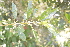  ( - 0006-I_HMC18825)  @11 [ ] CreativeCommons - Attribution Non-Commercial Share-Alike (2051) Instituto de Investigacion Alexander von Humboldt (IAvH) Instituto de Investigacion Alexander von Humboldt (IAvH)