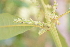  ( - 0006-I_HMC18825)  @11 [ ] CreativeCommons - Attribution Non-Commercial Share-Alike (2052) Instituto de Investigacion Alexander von Humboldt (IAvH) Instituto de Investigacion Alexander von Humboldt (IAvH)