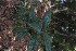 ( - 0052-I_HMC18875)  @11 [ ] CreativeCommons - Attribution Non-Commercial Share-Alike (2016) Instituto de Investigacion Alexander von Humboldt (IAvH) Instituto de Investigacion Alexander von Humboldt (IAvH)