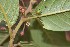  ( - 0052-I_HMC18875)  @11 [ ] CreativeCommons - Attribution Non-Commercial Share-Alike (2016) Instituto de Investigacion Alexander von Humboldt (IAvH) Instituto de Investigacion Alexander von Humboldt (IAvH)