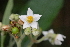  ( - 0029-I_HMC18851)  @11 [ ] CreativeCommons - Attribution Non-Commercial Share-Alike (2077) Instituto de Investigacion Alexander von Humboldt (IAvH) Instituto de Investigacion Alexander von Humboldt (IAvH)