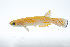  (Cynodonichthys xi - 0492-I_PENON7)  @11 [ ] CreativeCommons - Attribution Non-Commercial Share-Alike (2017) Felipe Villegas Velez Instituto de Investigacion de Recursos Biologicos Alexander von Humboldt