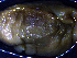  (Dolabrifera nicaraguana - Dni_Consec 90340)  @11 [ ] by-nc-sa (2018) Invemar Invemar-BEM