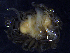  ( - Sbr_MOL12127)  @11 [ ] by-nc-sa (2018) Invemar Invemar-BEM