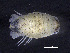  (Clibanarius vittatus - Cvi_8CC3621)  @11 [ ] by-nc-sa (2018) Invemar Invemar-BEM