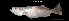  (Cynoscion leiarchus - Cle_TEJ3768)  @11 [ ] Unspecified (default): All Rights Reserved (2023) Invemar Invemar-BEM