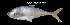  ( - Opa_TEJ3747)  @11 [ ] Unspecified (default): All Rights Reserved (2023) Invemar Invemar-BEM