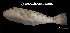  ( - Ste_TEJ3803)  @11 [ ] Unspecified (default): All Rights Reserved (2023) Invemar Invemar-BEM