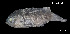  ( - Aco_INV PEC14280)  @11 [ ] Unspecified (default): All Rights Reserved (2025) Invemar Invemar-BEM