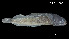  (Acanthemblemaria balanorum - Aba_INV PEC14213)  @11 [ ] Unspecified (default): All Rights Reserved (2025) Invemar Invemar-BEM