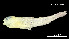  (Elacatinus rubrifrons - Eru_INV PEC14214)  @11 [ ] Unspecified (default): All Rights Reserved (2025) Invemar Invemar-BEM