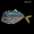  ( - Spe_Consec. 90180)  @11 [ ] Unspecified (default): All Rights Reserved (2025) Invemar Invemar-BEM