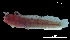  (Protemblemaria bicirrus - Pbi_Consec. 90099)  @11 [ ] Unspecified (default): All Rights Reserved (2025) Invemar Invemar-BEM