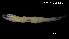  (Gobiomorus cf. polylepis - Goi_INV PEC14263)  @11 [ ] Unspecified (default): All Rights Reserved (2025) Invemar Invemar-BEM