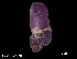  (Chalinula - Cne_POR1380)  @11 [ ] Unspecified (default): All Rights Reserved (2025) Invemar Invemar-BEM
