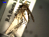  (Aedes albifasciatus - MACN-Bar-Ins-ct 04694)  @13 [ ] Copyright (2012) MACN MACN