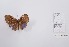  (Eurybia franciscana - CBMP0311)  @11 [ ] Unspecified (default): All Rights Reserved (2022) Copyright photoshop